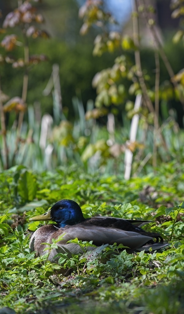Z72_4010 | Freier Fotograf aus Itzehoe. Kontakt via instagram.com/f0t0kunst/ - Realisiert mit Pictrs.com