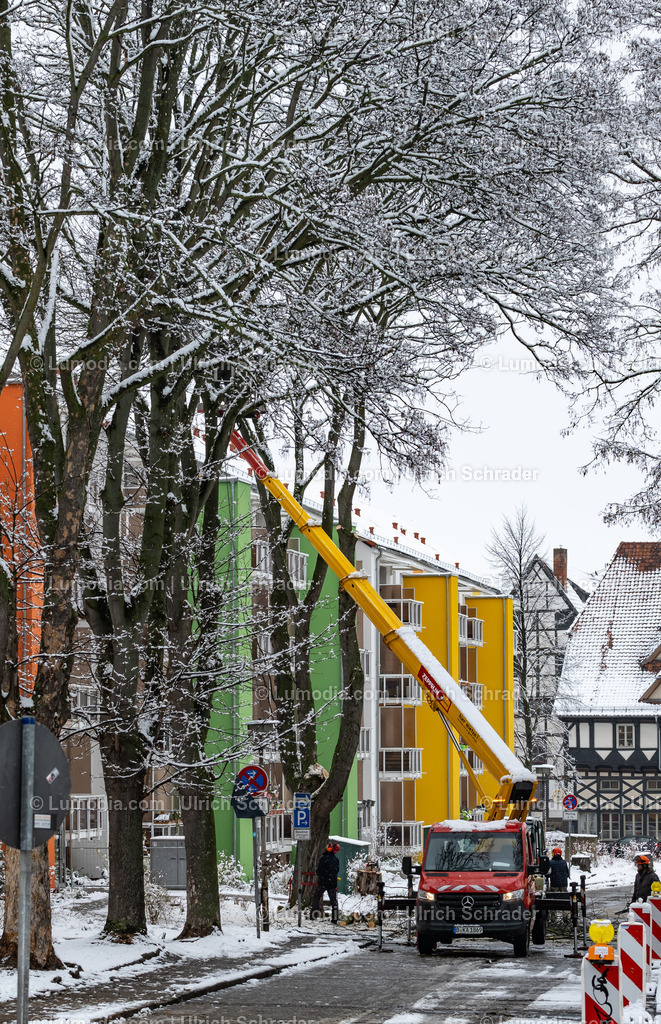 10049-12949 - Halberstadt - Baumfällungen in der Schuhstrasse | Stockfoto und Bilderpool mit Bildmaterial aus Deutschland, dem Harz, Halberstadt, Quedlinburg, Wernigerode und weltweit. Qualitativ hochwertige und professionelle Fotos anschauen und kaufen. - Realisiert mit Pictrs.com