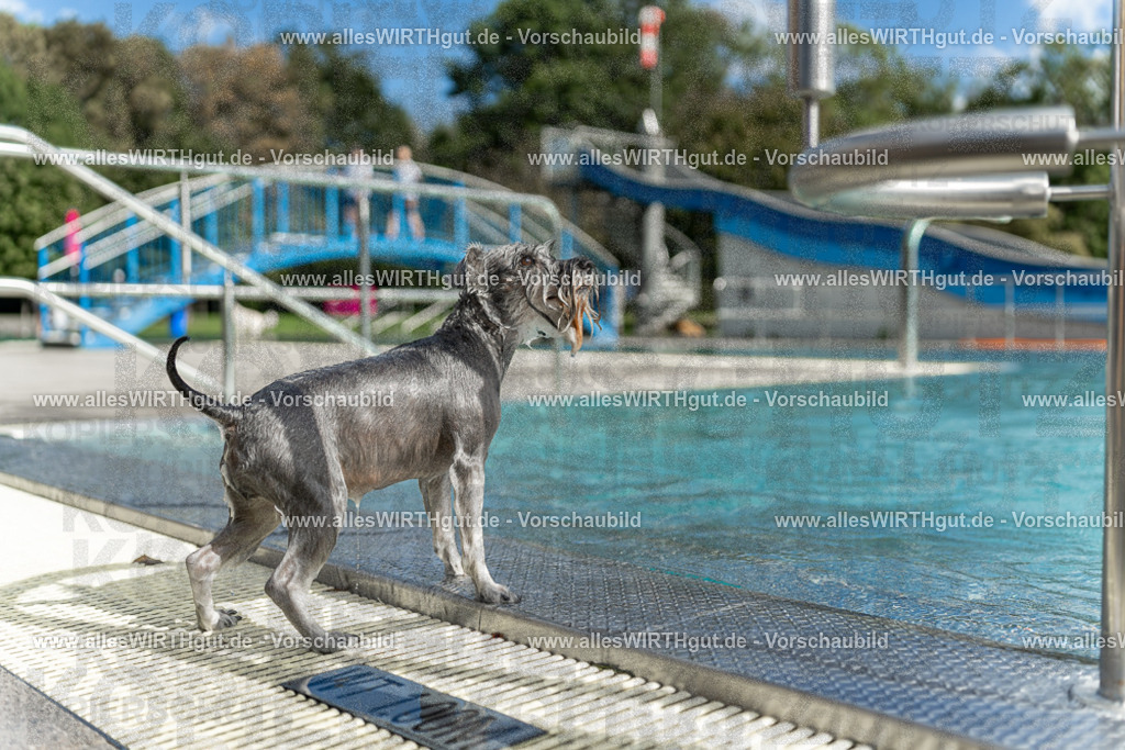 Hundeschwimmen_Volksbad_2026-allesWIRTHgut_Tierfotografie-2609061520-7R501446 | Professionelle Tierfotografie in Mönchengladbach von Daniel Wirth (allesWIRTHgut). Liebevolle & natürliche Bilder von Hunden & Katzen für unvergessliche Erinnerungen.