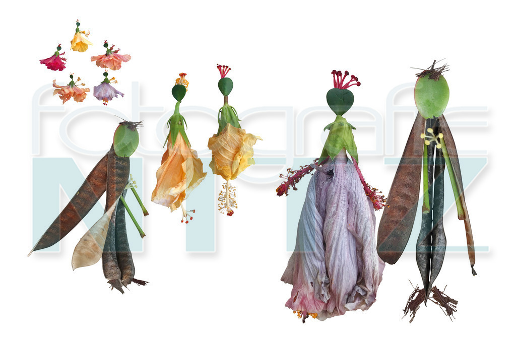 51 | Nitz Fotografie aus Montabaur bietet Ihnen hier die Möglichkeit Bilder auszusuchen und zu bestellen. 