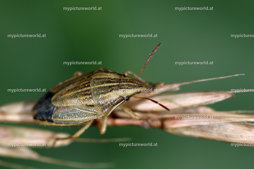 Aelia acuminata-003 | Das Bilderarchiv über Tiere, Planzen und Landschaften. In der Bilddatenbank finden Sie ein große Auswahl an hochwertigen Bilder für Ihre Werbung - Realized with Pictrs.com