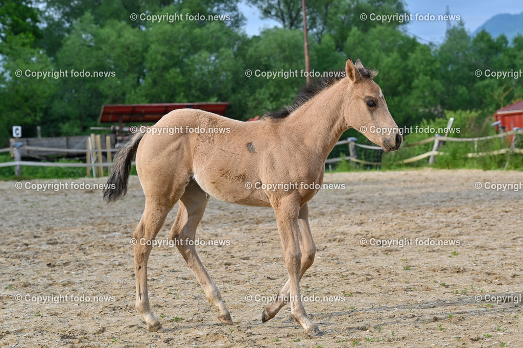 Otis_ 25.05.2023-16 | 25.05.2023, Slowakei, SVK, Dolný Moštenec, im Bild Fohlen, Pferd, Quarter Horse, Reitplatz