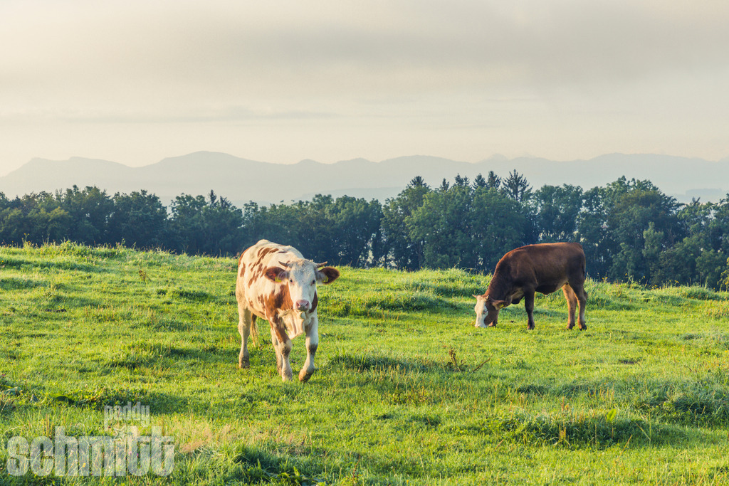 PS-Tiere-2026-93 | Entdecke die größte Bildgalerie der Region mit Fotografien aus dem Allgäu, der Bodenseeregion, Oberschwaben, dem Donautal und der Schwäbischen Alb. Landschaften, Luftaufnahmen und Reisefotografie als Wandbild und Fotokunst. - Realisiert mit Pictrs.com