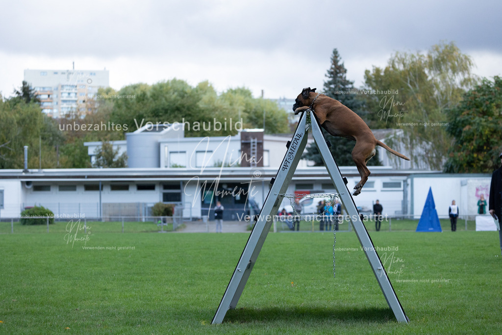 _16A4761 | Einzigartige Fotos von Hunden & Menschen –Actionfotos, Portraits, Vereinsaufnahmen & Paarshootings – authentisch, lebendig & mit Herz.