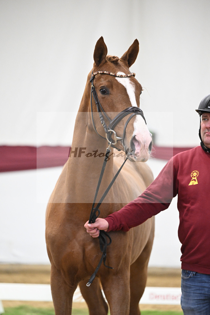 Kat-Nr. 36 San to Alati x Estobar NRW_Stefan Holtwiesche_47251248 | hf-fotografie - Realisiert mit Pictrs.com