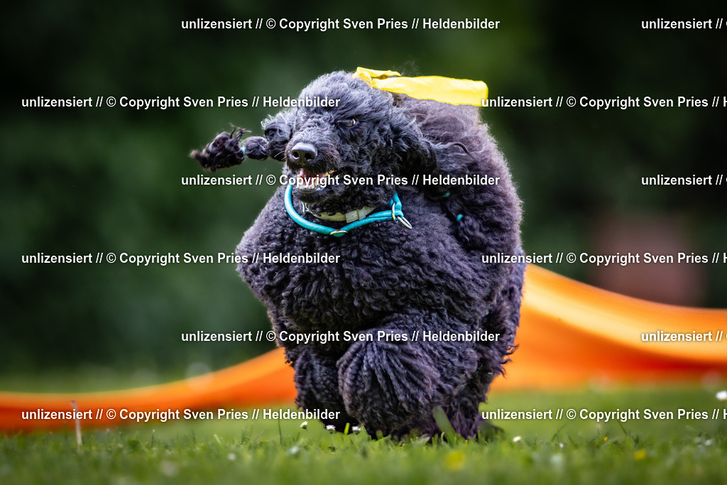 Sven Pries | 2026-05-14 - Hunderennen KA Durlach Vatertag 2026 - Realisiert mit Pictrs.com