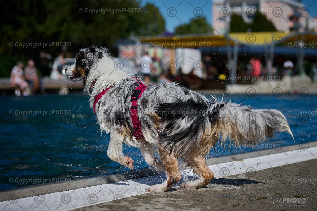 207_202509_4Hundebadetag_NZ9_2817 | proPHOTO - Realisiert mit Pictrs.com