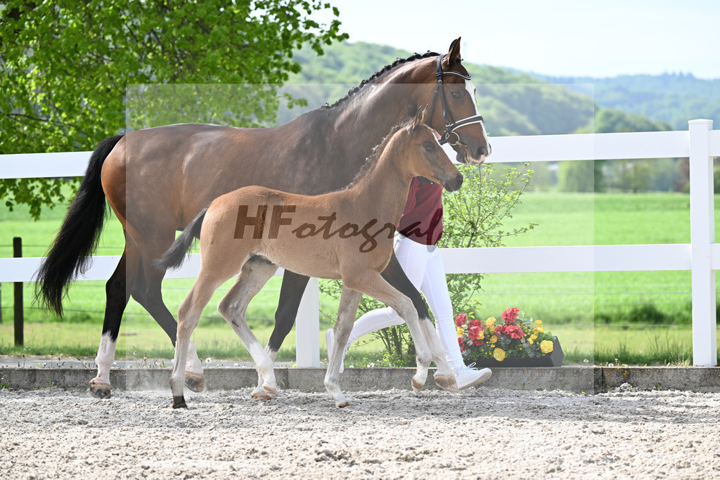 Kat-Nr. 811 HF v. Grey Tonic x Sir Donnerhall I_Rieder_23260213 | hf-fotografie - Realisiert mit Pictrs.com