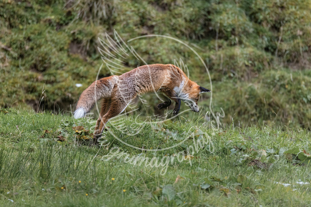 leap of instinct - red fox_ switzerland | Fine-Art Wildlife Fotografie eines Rotfuchses im präzisen Jagdsprung – ein natürlicher, authentischer Moment aus der Schweizer Landschaft. Die weichen Farben, die ruhige, reduzierte Umgebung und der charakteristische Grumagraphy-Look verleihen dem Bild eine klare, ästhetische Wirkung, die perfekt zu modernen Interiors passt.Der Fuchs bildet das Zentrum der Szene: dynamisch, konzentriert und dennoch harmonisch eingebettet in die natürliche Umgebung. Ideal für hochwertige Wandbilder, Galerieprints und Interior Design – für alle, die echte, reduzierte und ästhetische Wildlife-Kunst schätzen.