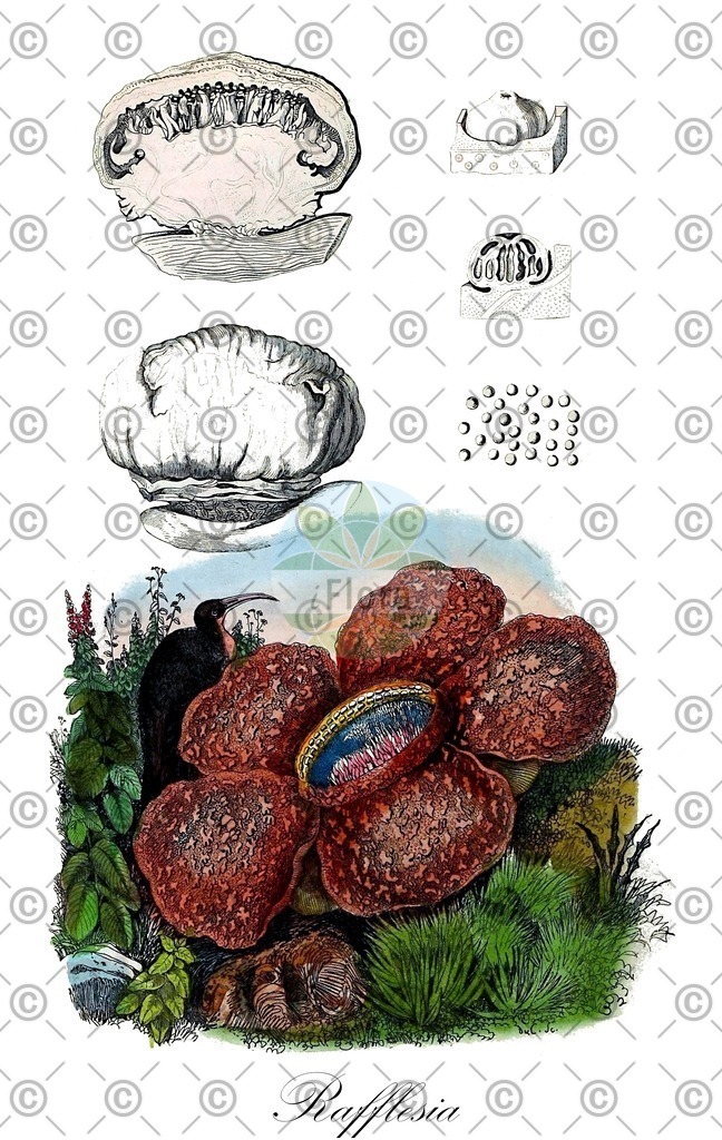 HistAbb_wfo-0000211132_1_ENZY_Simple | Historische Abbildung von Rafflesia - Rafflesiaceae | Historical Illustration of Rafflesia - Rafflesiaceae