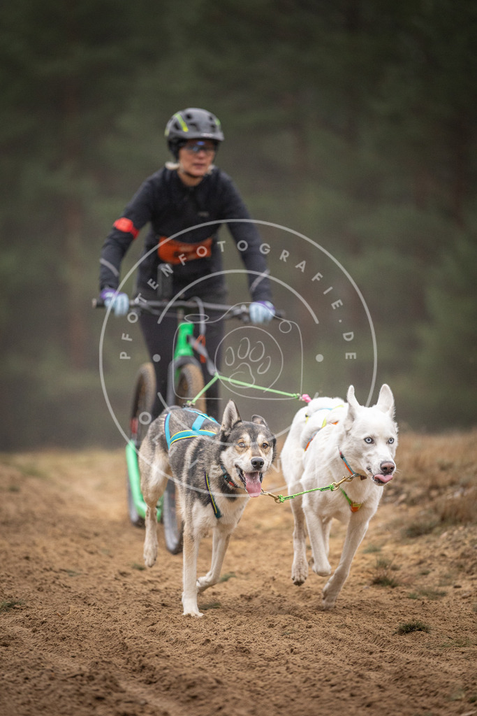 Pfotenfotografie_DV3A1251 | Hundefotografie, Tierfotograf, Pfotenfotografie, Fotoshooting Hund, Hunde Portrait, Hundesport, Hundeportraits, Heideshooting, Hunde, Sportfotograf, Hundefotograf, Turnierhundsport, THS,  - Realisiert mit Pictrs.com
