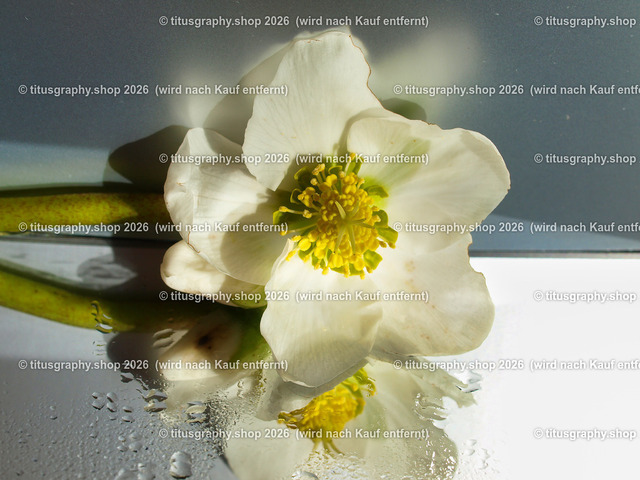 titusgraphy_P2254471-vz-ln | titusgraphy-shop: Geschenkideen mit Qualitätsfotos. titusgraphy-shop: gift ideas with quality photos. titusgraphy-shop: idées cadeaux avec photos de qualité.  - Realisiert mit Pictrs.com