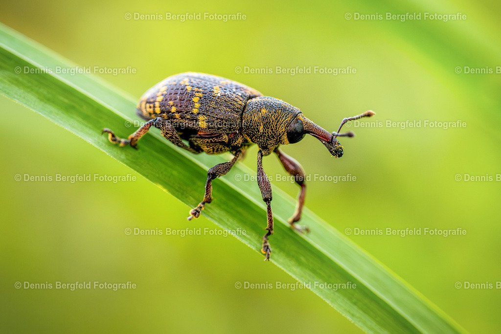 Rüsselkäfer 1 | Entdecken Sie Natur, Makro und Tierfotografie von Dennis Bergfeld.Besondere Momente und Details der Natur, hochwertig als Foto und Wandbild erhältlich. - Realisiert mit Pictrs.com