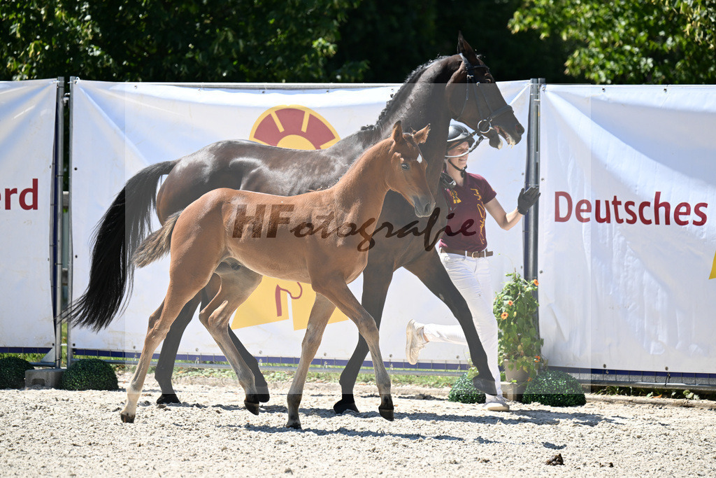 Kat-Nr. 19 Ermitage Kalone x Diaroado_HF_Hansmeyer_24250478 | hf-fotografie - Realisiert mit Pictrs.com