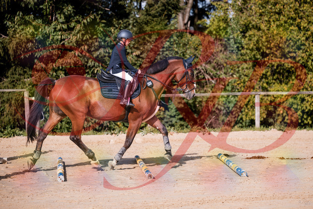 2026_10_03_Siefer-Hof_143734_Z81_06392716 | Professionelle Reitsport-, Turnier- und Eventfotografie von Robert Broda. Galerien mit ausgewählten und bearbeiteten Bildern direkt online ansehen und bestellen.