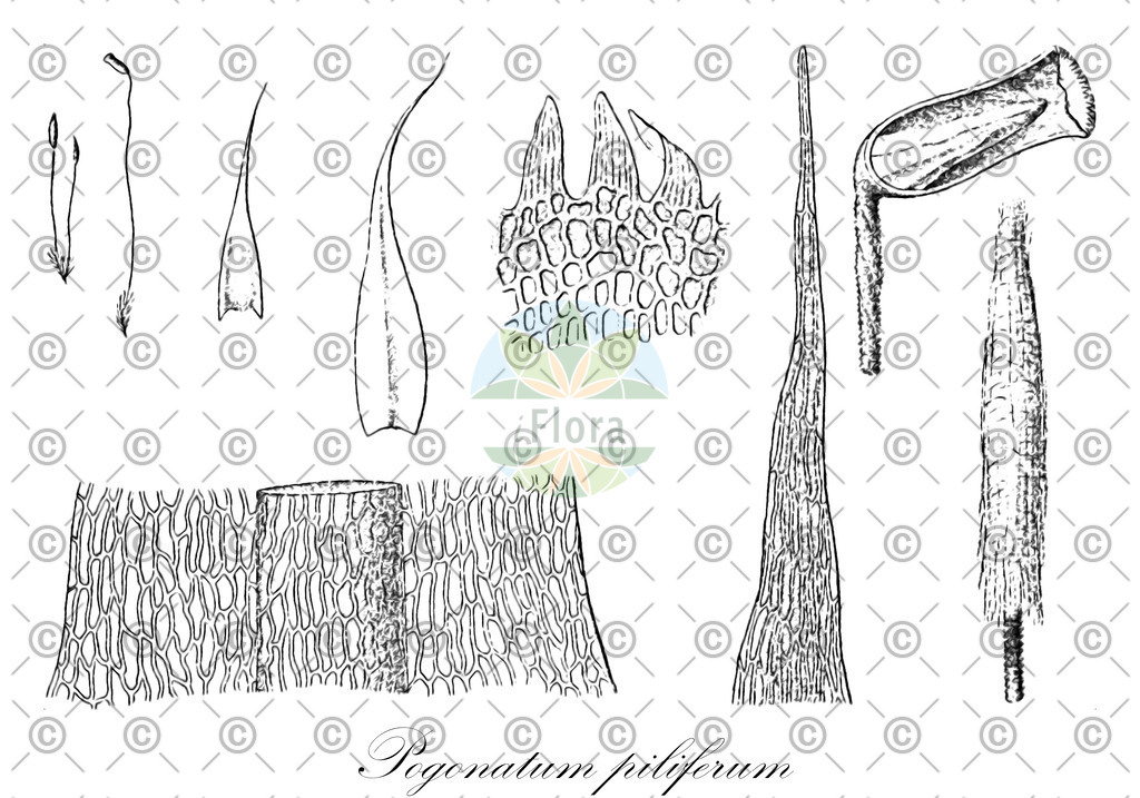 HistAbb_wfo-0000279548_1_ENZY_Simple | Historische Abbildung von Pogonatum piliferum - Polytrichaceae | Historical Illustration of Pogonatum piliferum - Polytrichaceae
