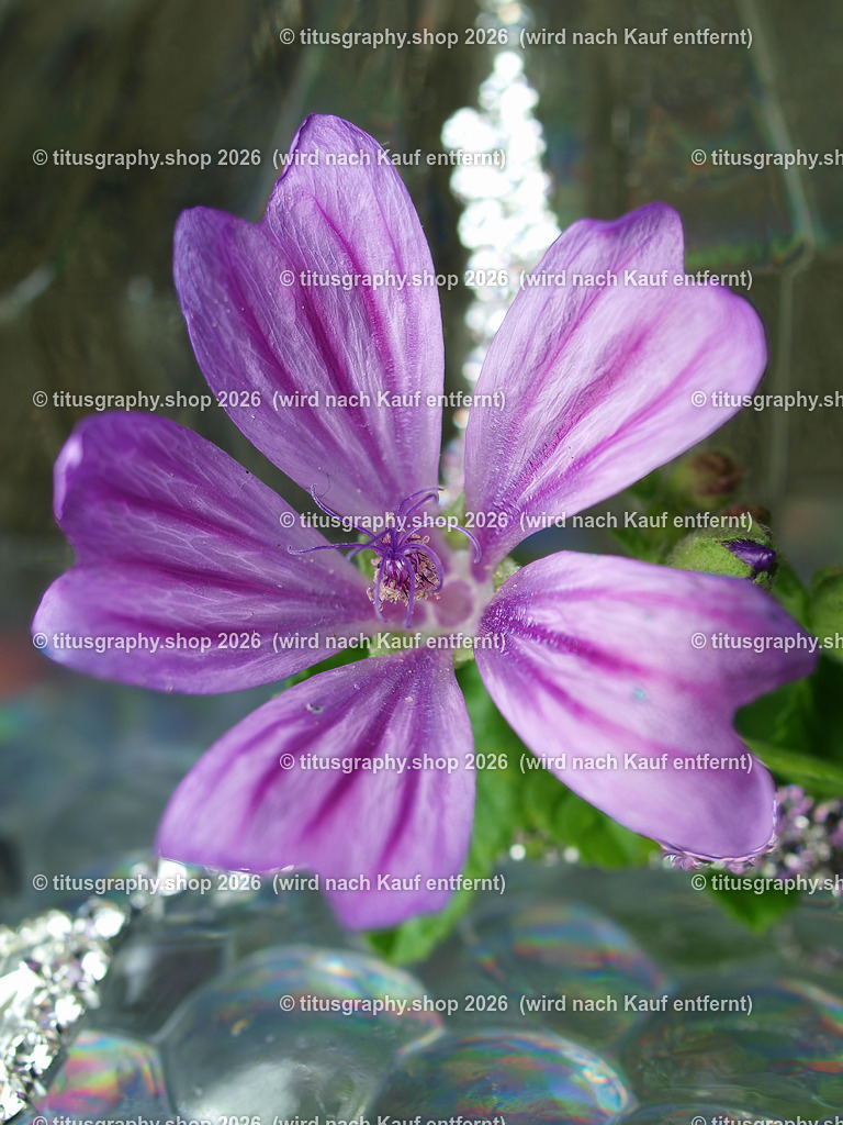 titusgraphy_P7149080-vz-ln | titusgraphy-shop: Geschenkideen mit Qualitätsfotos. titusgraphy-shop: gift ideas with quality photos. titusgraphy-shop: idées cadeaux avec photos de qualité.  - Realisiert mit Pictrs.com