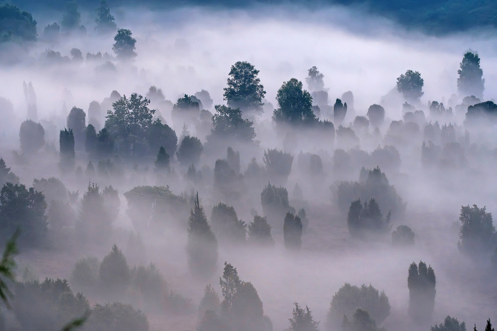 Nebel in der Lüneburger Heide | Dichter Nebel am Morgen im Totengrund in der Lüneburger Heide. - Realisiert mit Pictrs.com