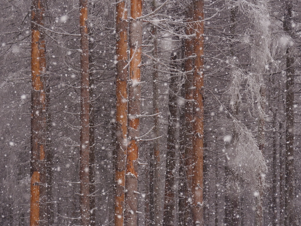 Schneefall vor entrindeten Fichten | Halbnackt stehen die Fichten im eisigen Schneesturm. - Realisiert mit Pictrs.com