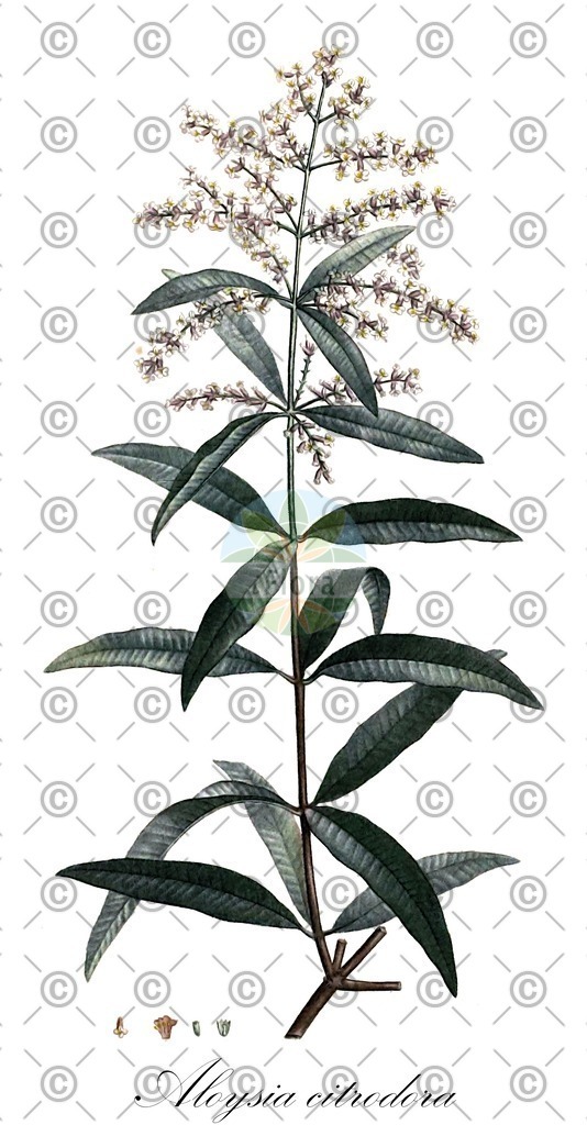HistAbb_wfo-0000950712_1_ENZY_Simple | Historische Abbildung von Aloysia citrodora - Verbenaceae | Historical Illustration of Aloysia citrodora - Verbenaceae