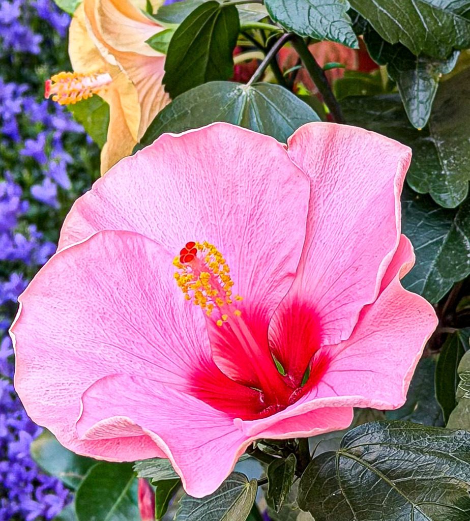 Wandbild Hibiskus Blüte Pink - Modernes Poster & Natur Fotokunst | Dieses farbintensive Hibiskus Wandbild bringt als hochwertiges Poster oder edler Kunstdruck eine lebendige, sommerliche Eleganz in deine Wohnräume. Die detailreiche Makro-Nahaufnahme zeigt eine exotische pinke Blüte in perfekter Farbbrillanz vor einem harmonischen Natur-Hintergrund. Als stilvolle Wanddeko passt diese florale Fotokunst hervorragend zu modernen Einrichtungsstilen im Wohnzimmer, Schlafzimmer oder Flur. Wähle jetzt deine Wunschgröße und dein bevorzugtes Material wie Leinwand, Alu-Dibond oder Acrylglas und bestelle diesen botanischen Blickfang direkt im Shop zu dir nach Hause! - Realisiert mit Pictrs.com