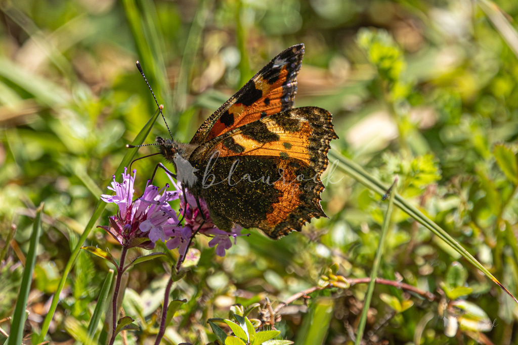 701A2408 | Sportbilder, Sportfotograf, Hochzeits- und Eventfotografin, Flugshows, Portraits und Tiershooting, Aviation, Downhill, Nationalleague, Swissleague, International