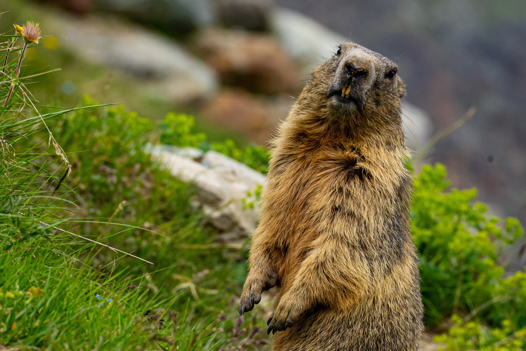 C3A18FCE-4272-4365-88D3-D018E3DD64DF | <meta name="keywords" content="Bergbilder, Hochzeitsfotografie, Actionshootings, Fotografiearbeiten, Berglandschaften, Naturfotografie">

 - Realisiert mit Pictrs.com