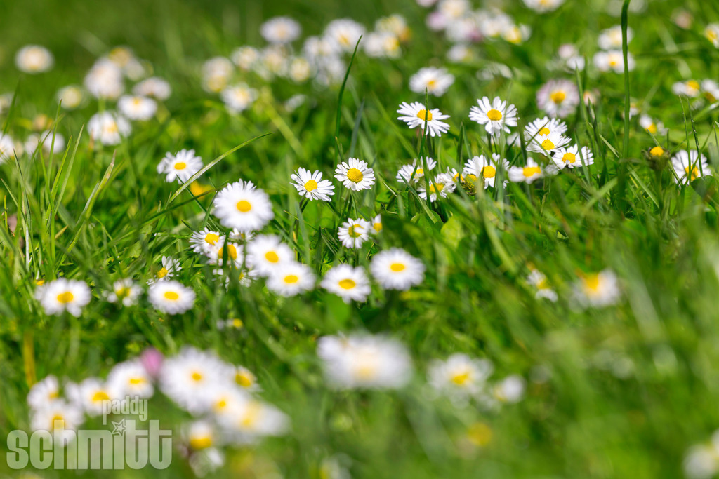 PS-Natur-2026-157 | Entdecke die größte Bildgalerie der Region mit Fotografien aus dem Allgäu, der Bodenseeregion, Oberschwaben, dem Donautal und der Schwäbischen Alb. Landschaften, Luftaufnahmen und Reisefotografie als Wandbild und Fotokunst. - Realisiert mit Pictrs.com