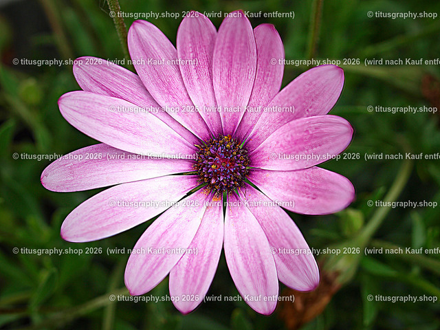 titusgraphy-P6100543_var-175 | Fotokunstarbeit aus der INSTAGRAM-Gallerie auf titusgraphy.eu - Realisiert mit Pictrs.com