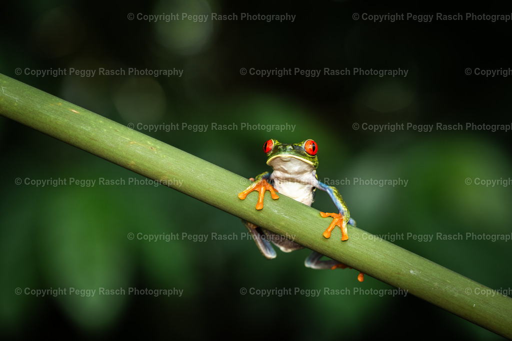 Frösche (17) | PeggyRaschPhotography - Realisiert mit Pictrs.com