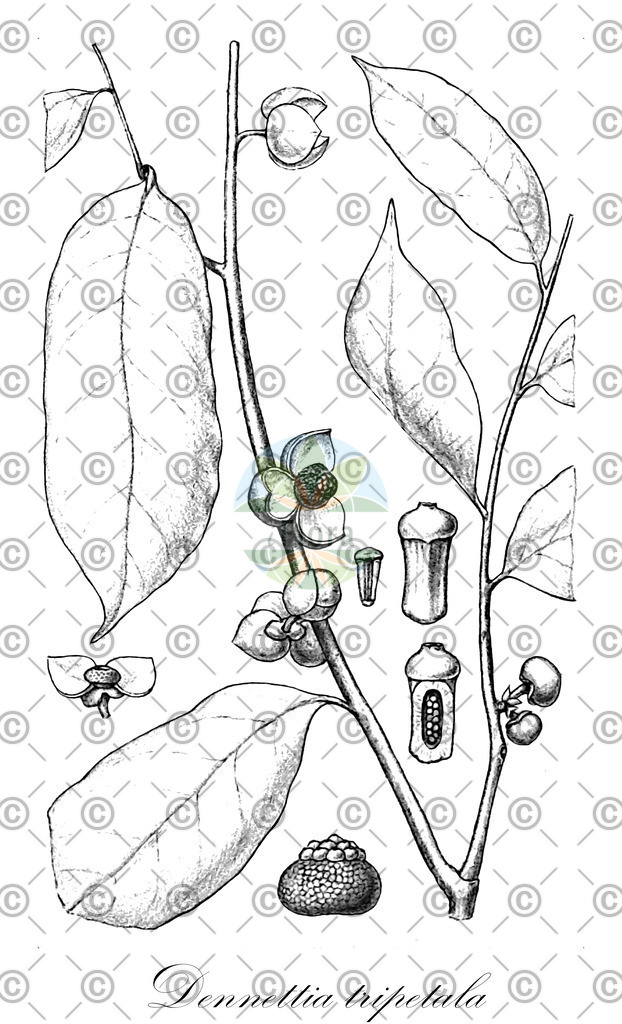 HistAbb_wfo-0001109566_2_ENZY_Simple | Historische Abbildung von Dennettia tripetala - Annonaceae | Historical Illustration of Dennettia tripetala - Annonaceae