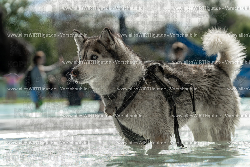 Hundeschwimmen_Volksbad_2026-allesWIRTHgut_Tierfotografie-2609061359-7R501000 | Professionelle Tierfotografie in Mönchengladbach von Daniel Wirth (allesWIRTHgut). Liebevolle & natürliche Bilder von Hunden & Katzen für unvergessliche Erinnerungen.