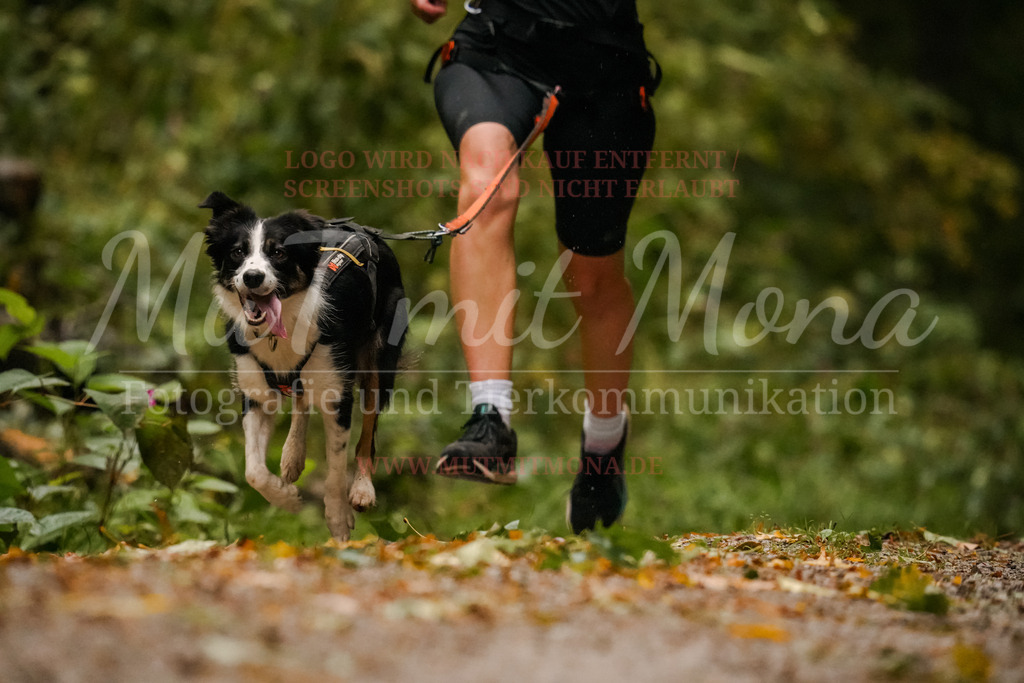 20251005_THS_Turnier-157 | MuT (Mensch und Tier) mit Mona - Fotografie und Tierkommunikation - Realisiert mit Pictrs.com