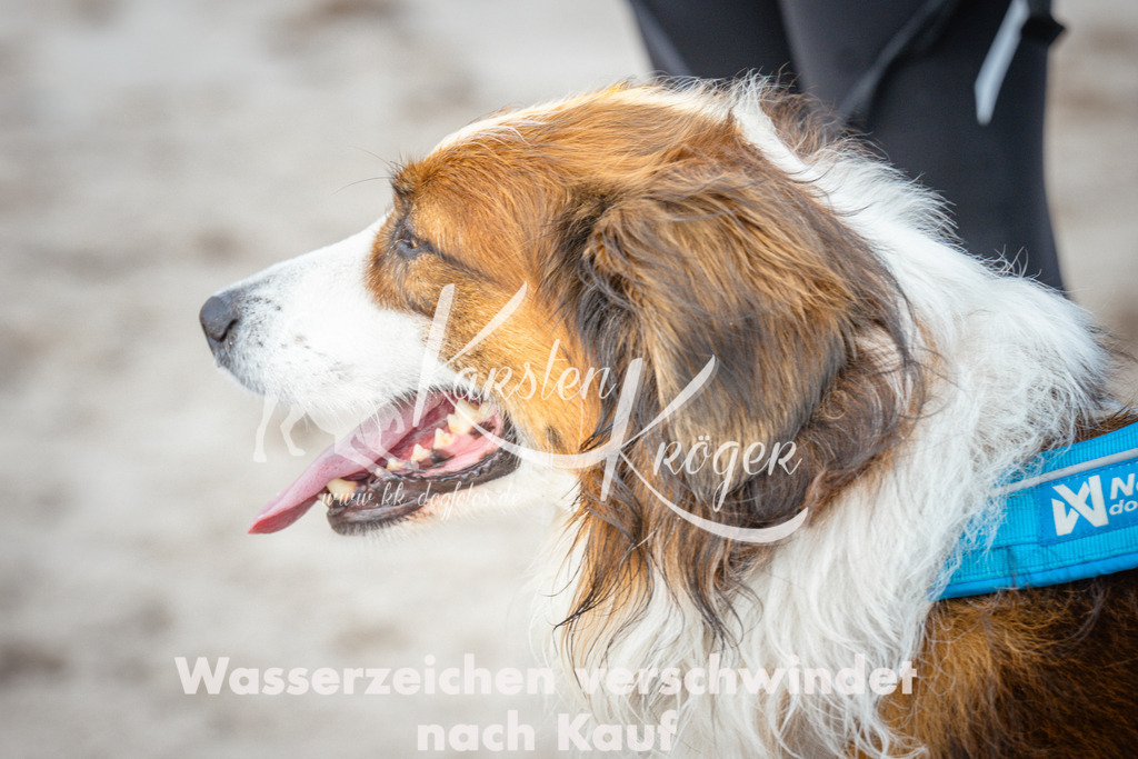 1151_ZZ92146 | kk-dogfotos