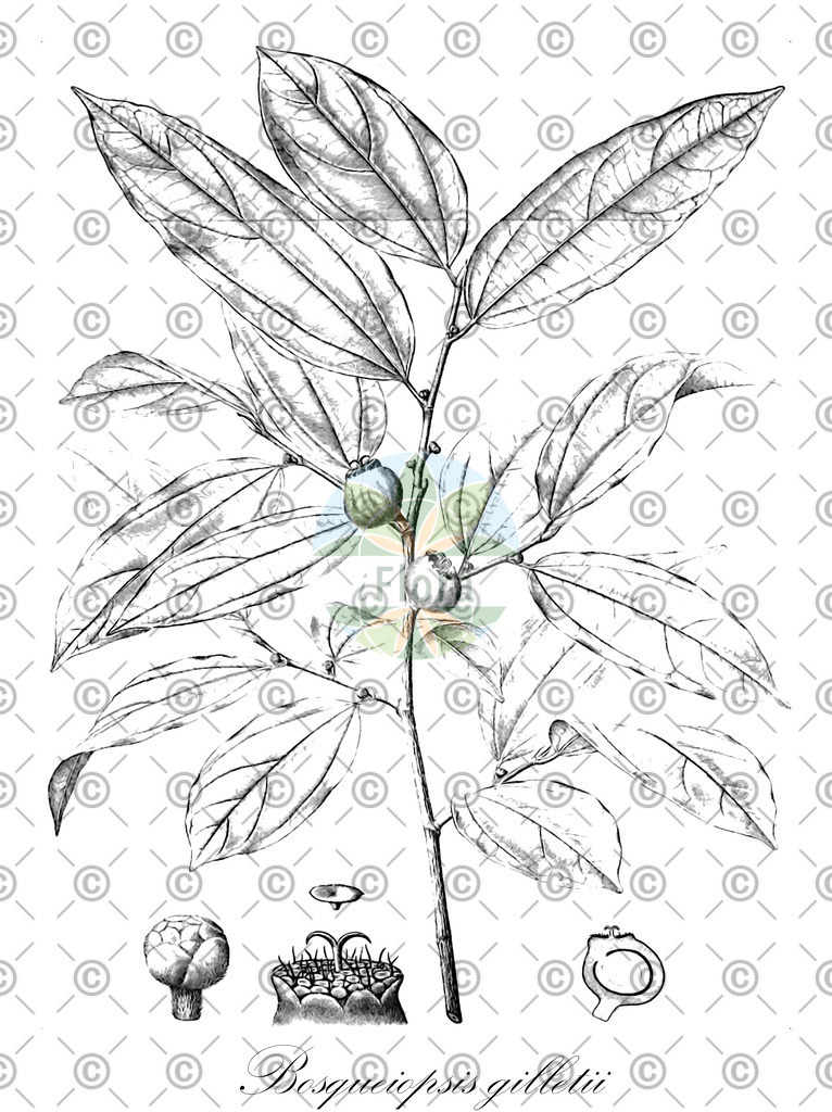 HistAbb_wfo-1000002198_1_ENZY_Simple | Historische Abbildung von Bosqueiopsis gilletii - Moraceae | Historical Illustration of Bosqueiopsis gilletii - Moraceae