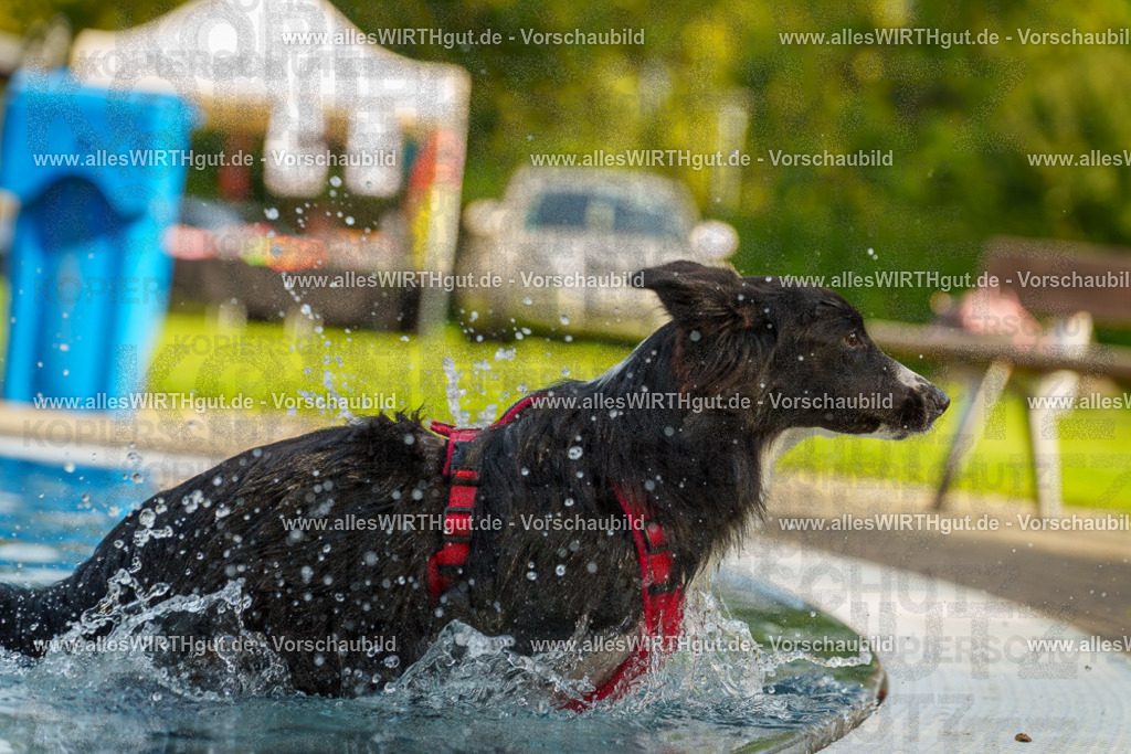 Hundeschwimmen_Grefrath_2026-allesWIRTHgut_Tierfotografie-09_52-7R502533 | Professionelle Tierfotografie in Mönchengladbach von Daniel Wirth (allesWIRTHgut). Liebevolle & natürliche Bilder von Hunden & Katzen für unvergessliche Erinnerungen.