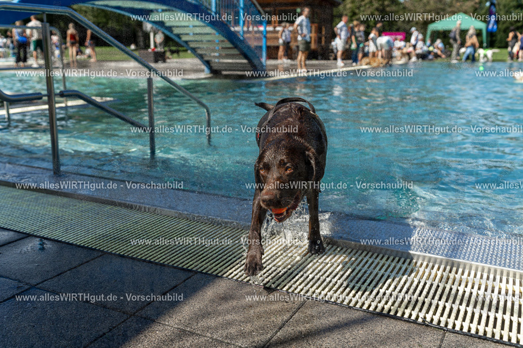 Hundeschwimmen_Volksbad_2026-allesWIRTHgut_Tierfotografie-2609061311-122111-7R500589 | Professionelle Tierfotografie in Mönchengladbach von Daniel Wirth (allesWIRTHgut). Liebevolle & natürliche Bilder von Hunden & Katzen für unvergessliche Erinnerungen.
