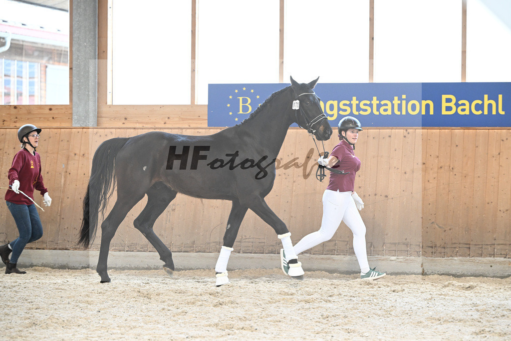 Kat-Nr. 70 Bellary v. Bohemian_Fischer_5252062 | hf-fotografie - Realizzato con Pictrs.com