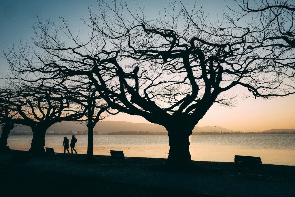 Dachplatanen im Gegenlicht I | Ein Abendspaziergang unter den Dachplatanen an der Radolfzeller Hafenmole - Realisiert mit Pictrs.com