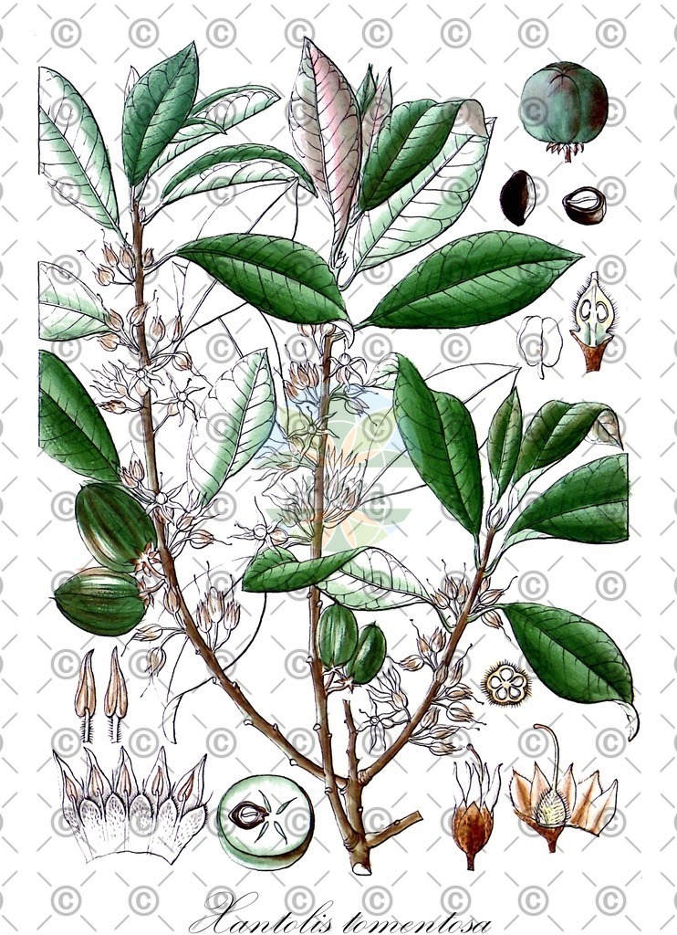 HistAbb_wfo-0000628474_2_ENZY_Simple | Historische Abbildung von Xantolis tomentosa - Sapotaceae | Historical Illustration of Xantolis tomentosa - Sapotaceae