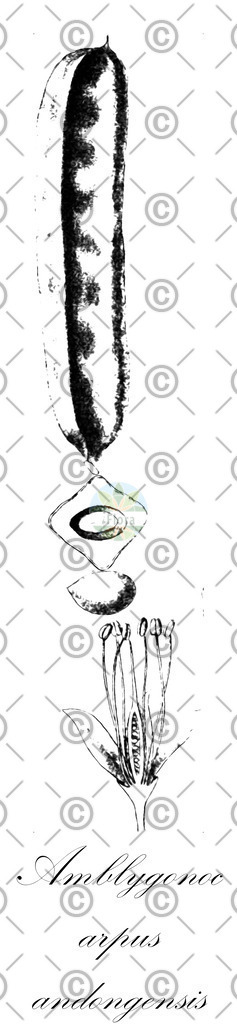 HistAbb_wfo-0000183953_1_ENZY_Simple | Historische Abbildung von Amblygonocarpus andongensis - Fabaceae | Historical Illustration of Amblygonocarpus andongensis - Fabaceae