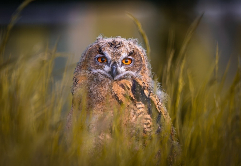 Jung UHU | Nahaufnahme eines Jung UHU - Realisiert mit Pictrs.com