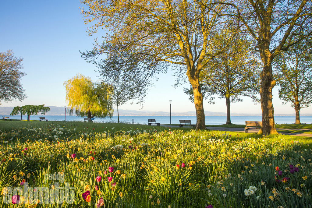 PS-Langenargen-2026-05 | Entdecke die größte Bildgalerie der Region mit Fotografien aus dem Allgäu, der Bodenseeregion, Oberschwaben, dem Donautal und der Schwäbischen Alb. Landschaften, Luftaufnahmen und Reisefotografie als Wandbild und Fotokunst. - Realisiert mit Pictrs.com