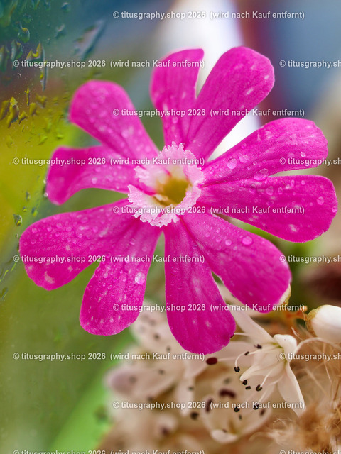 titusgraphy_P6277512-vz-ln | titusgraphy-shop: Geschenkideen mit Qualitätsfotos. titusgraphy-shop: gift ideas with quality photos. titusgraphy-shop: idées cadeaux avec photos de qualité.  - Realisiert mit Pictrs.com