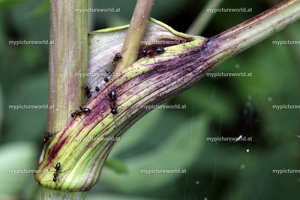 Wald-Engelwurz-005 | Das Bilderarchiv über Tiere, Planzen und Landschaften. In der Bilddatenbank finden Sie ein große Auswahl an hochwertigen Bilder für Ihre Werbung - Realisiert mit Pictrs.com