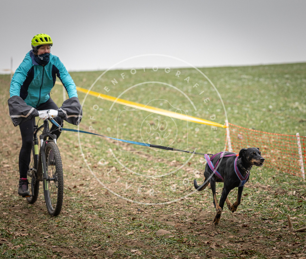 Pfotenfotografie_DV3A2519 | Hundefotografie, Tierfotograf, Pfotenfotografie, Fotoshooting Hund, Hunde Portrait, Hundesport, Hundeportraits, Heideshooting, Hunde, Sportfotograf, Hundefotograf, Turnierhundsport, THS,  - Realisiert mit Pictrs.com
