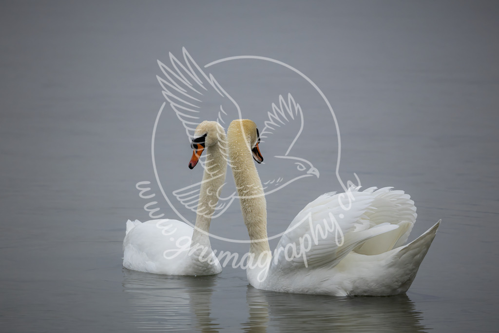 silent bond - mute swan_ switzerland | Fine-Art Wildlife Aufnahme zweier Höckerschwäne - reduziert in ruhigem Gewässer.