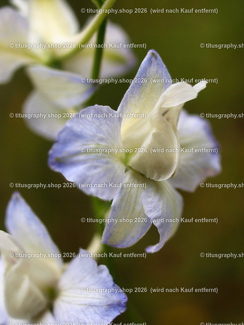 titusgraphy_P7062532-vz-ln | titusgraphy-shop: Geschenkideen mit Qualitätsfotos. titusgraphy-shop: gift ideas with quality photos. titusgraphy-shop: idées cadeaux avec photos de qualité.  - Realisiert mit Pictrs.com