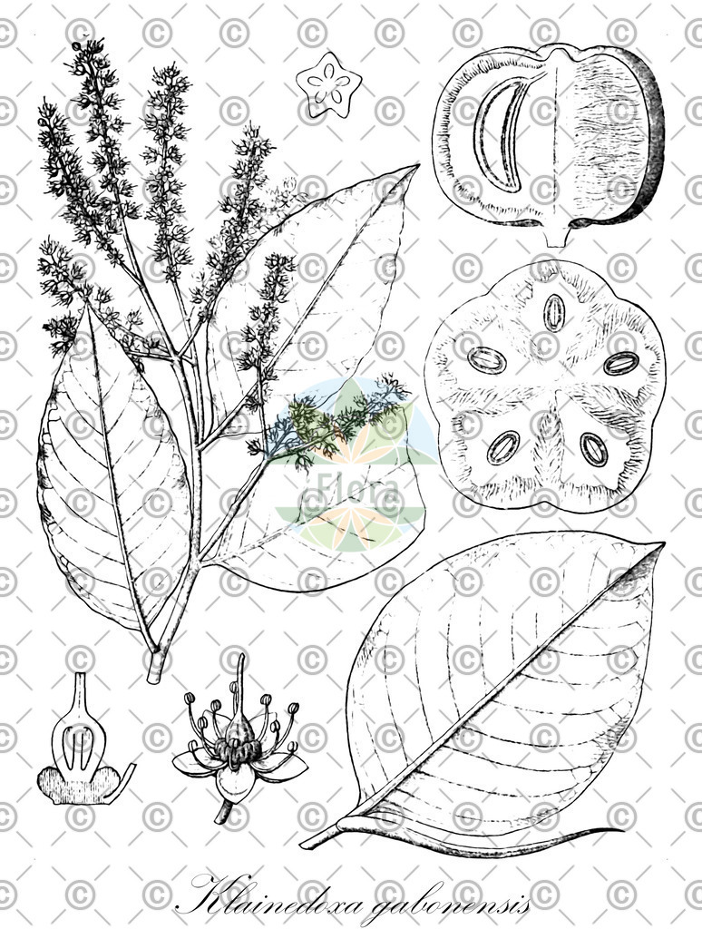 HistAbb_EMP_7522495_2_FloraD_Simple | Historische Abbildung von Klainedoxa gabonensis - Irvingiaceae | Historical Illustration of Klainedoxa gabonensis - Irvingiaceae