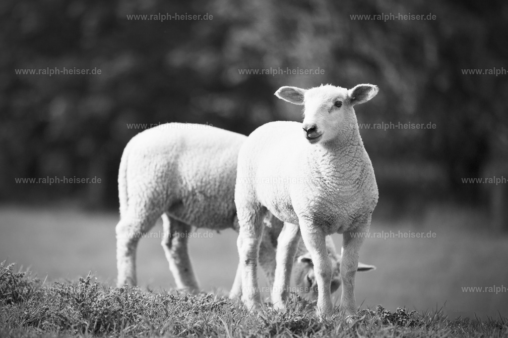 26020 | Wandbilder, Bilder, Fotograf in Marburg, Tierbilder, Wandfotos, Bilder Shop, Günstige Bilder, Schwarz-Weiß Bilder, Ralph Heiser